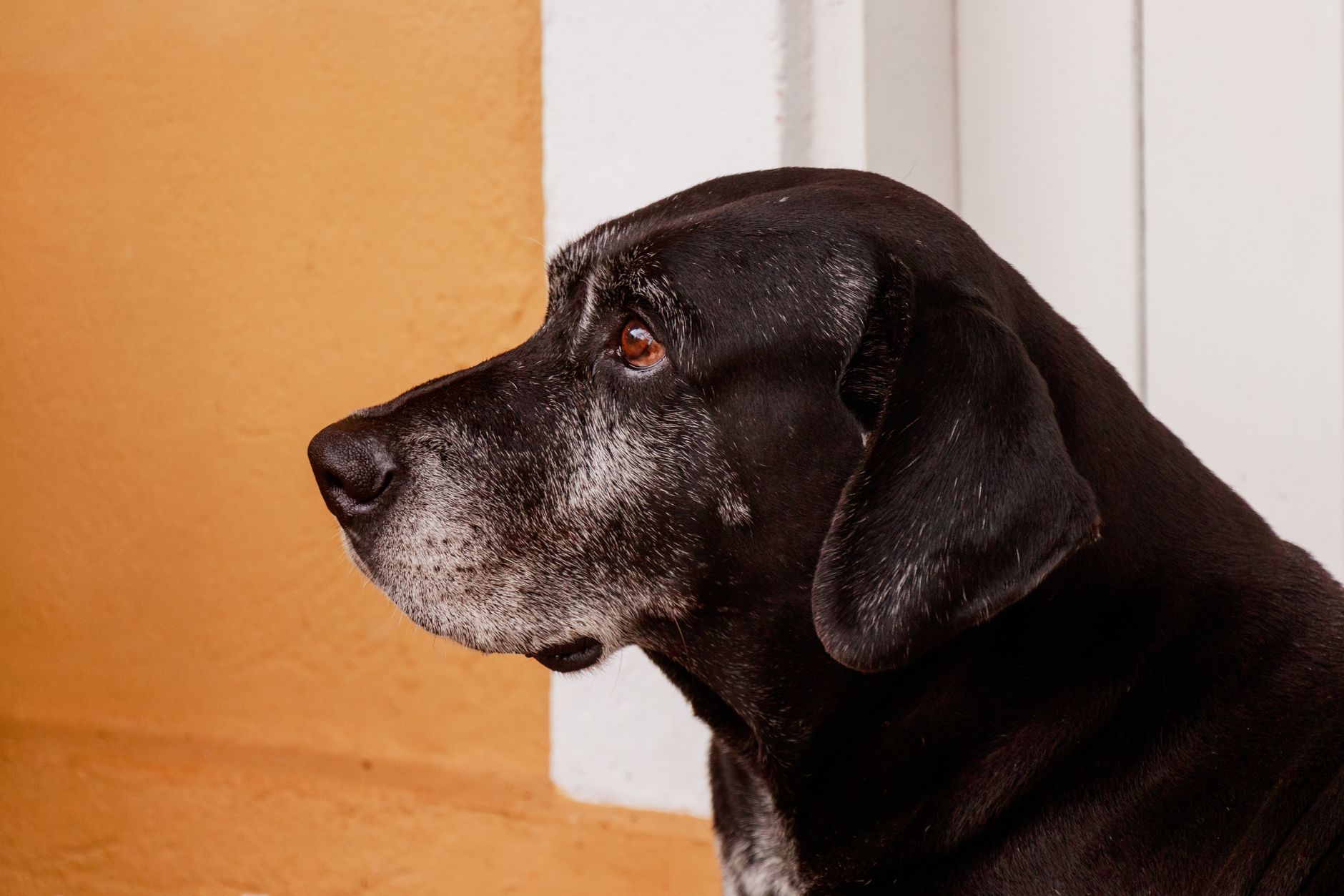 Nächtliche Unruhe bei älteren Hunden: Ursachen und sanfte Lösungen