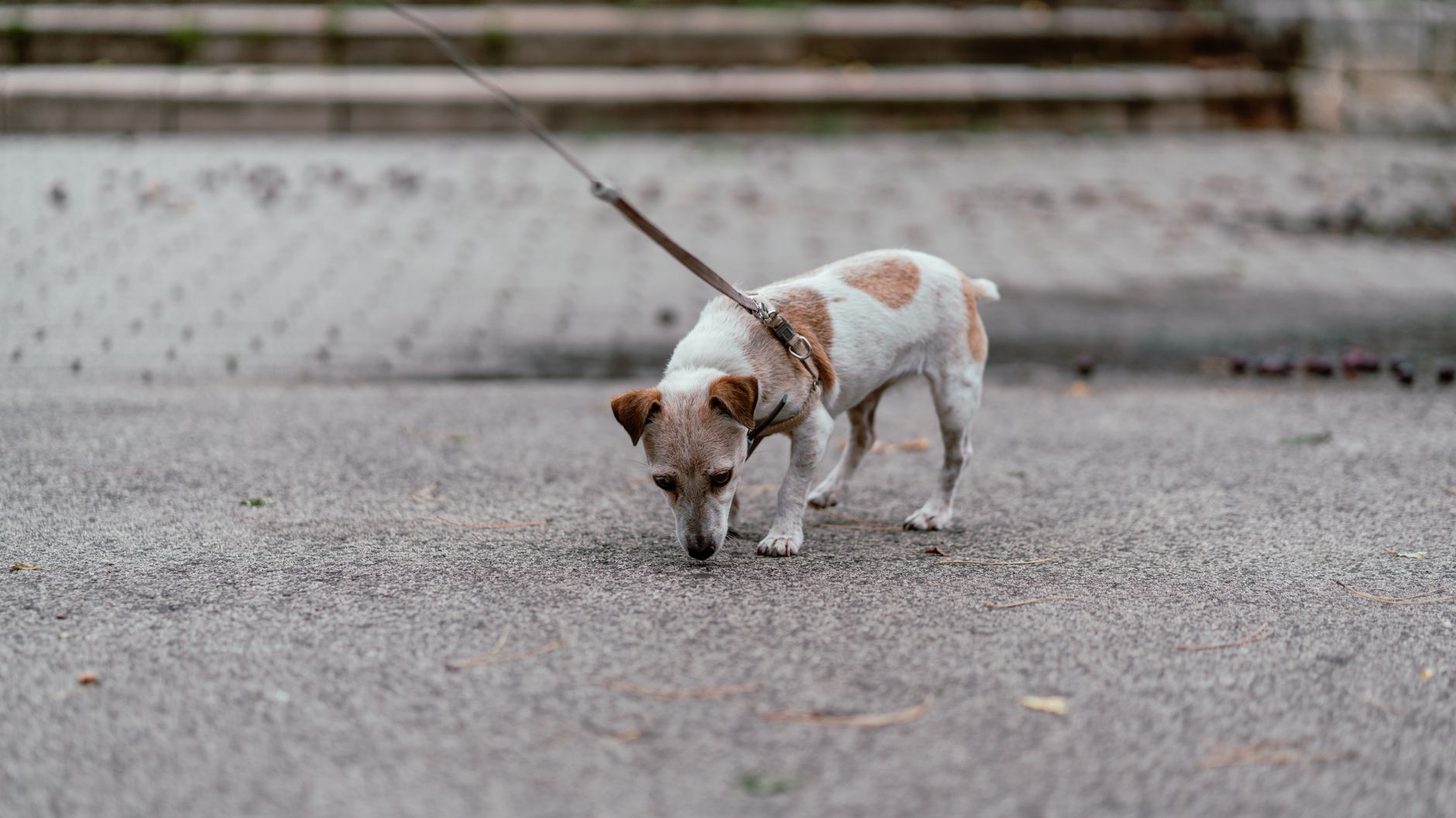 Smoothiedog Doggyroller für Seniorenhunde: Größen M und L im Vergleich
