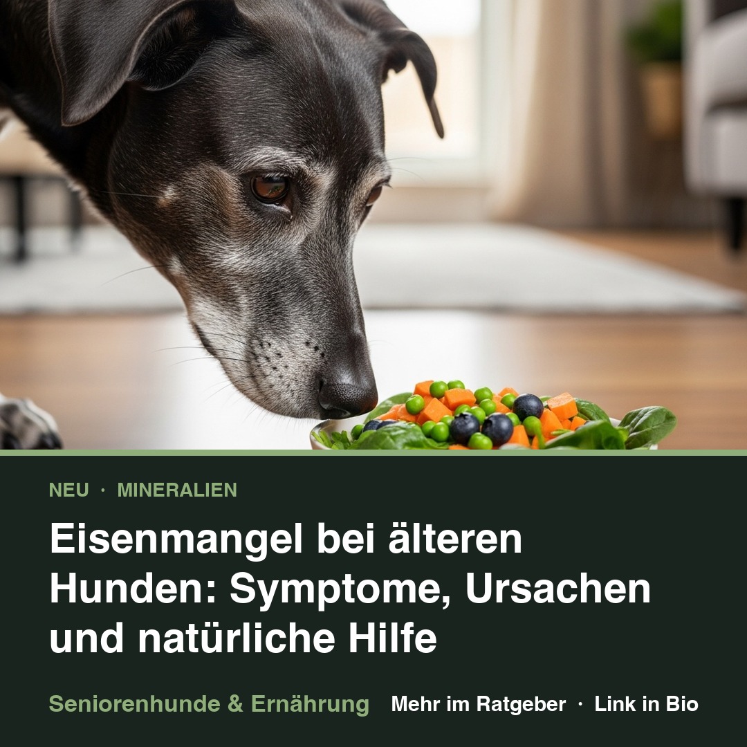 Eisenmangel bei älteren Hunden: Symptome und Hilfe episode artwork