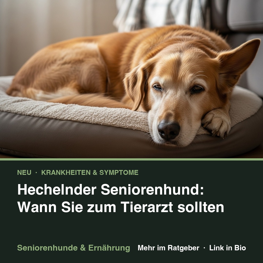 Hecheln beim Seniorenhund – Wann zum Tierarzt? episode artwork