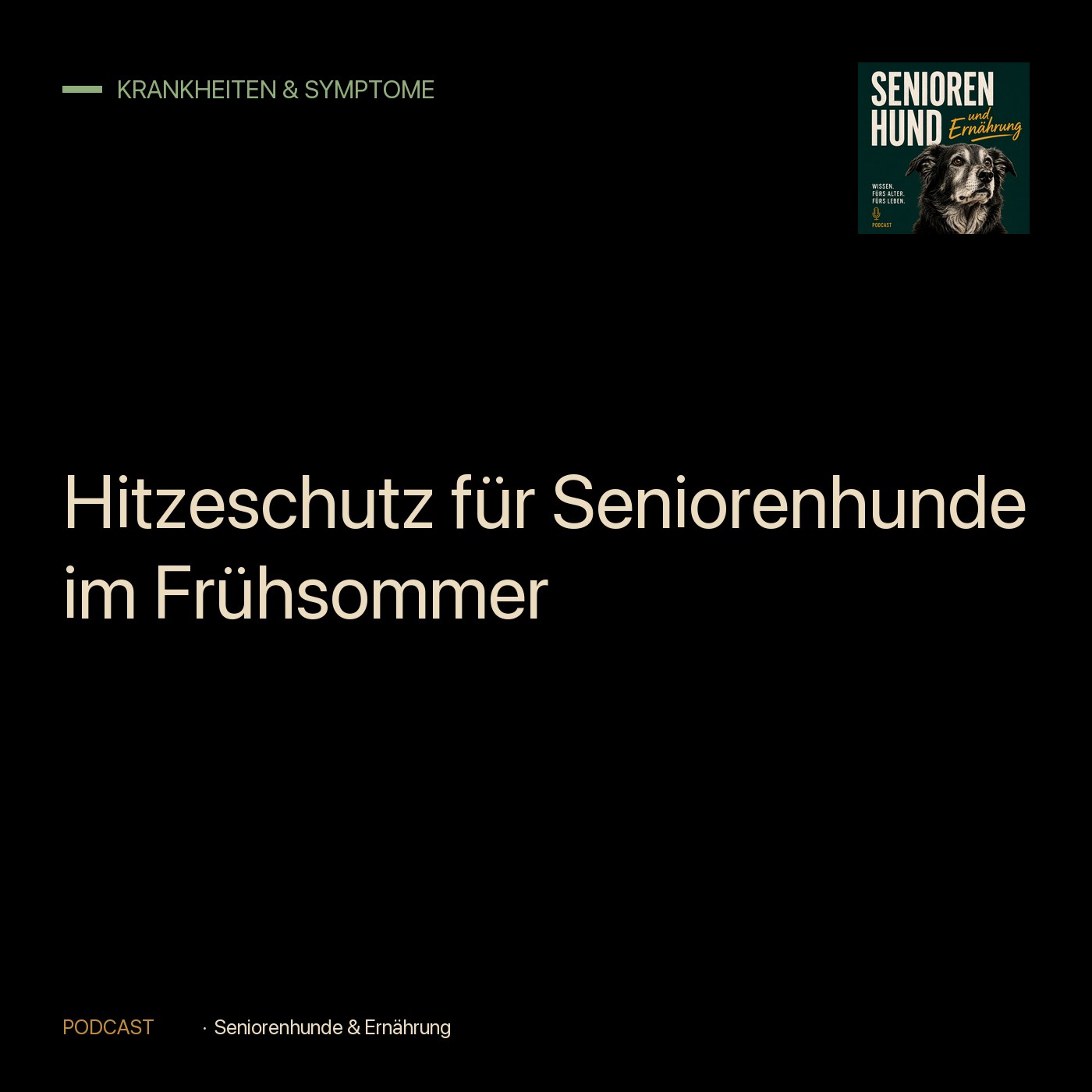 Hitzeschutz für Seniorenhunde im Frühsommer episode artwork