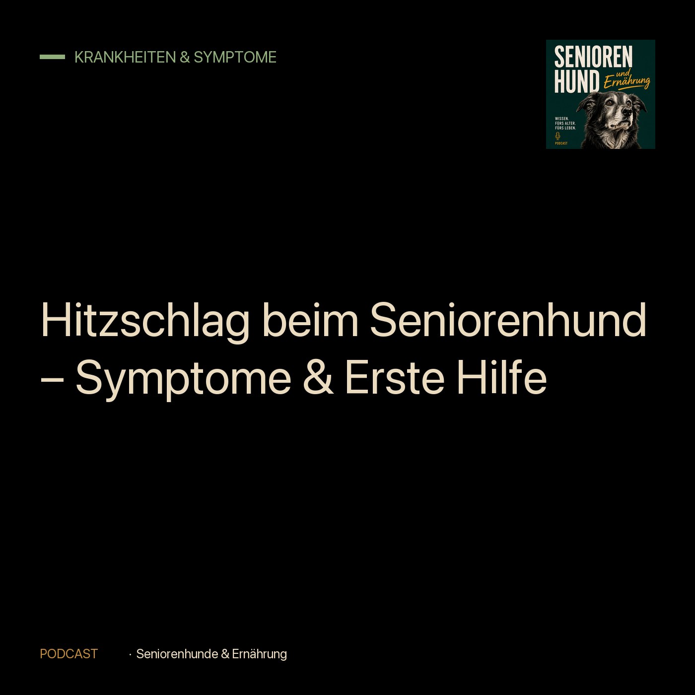 Hitzschlag beim Seniorenhund – Symptome & Erste Hilfe episode artwork