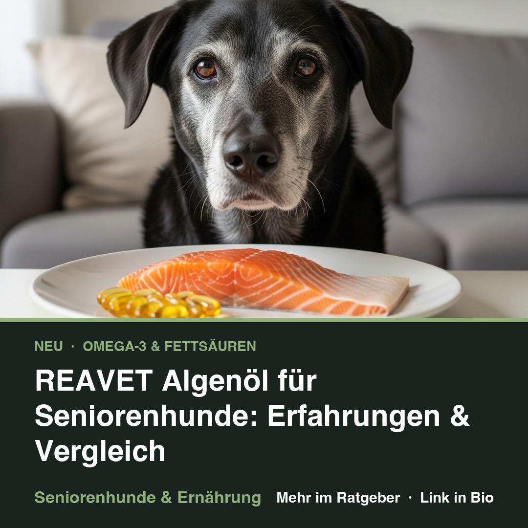Algenöl für Seniorenhunde: Eine Alternative zum Fischöl? episode artwork