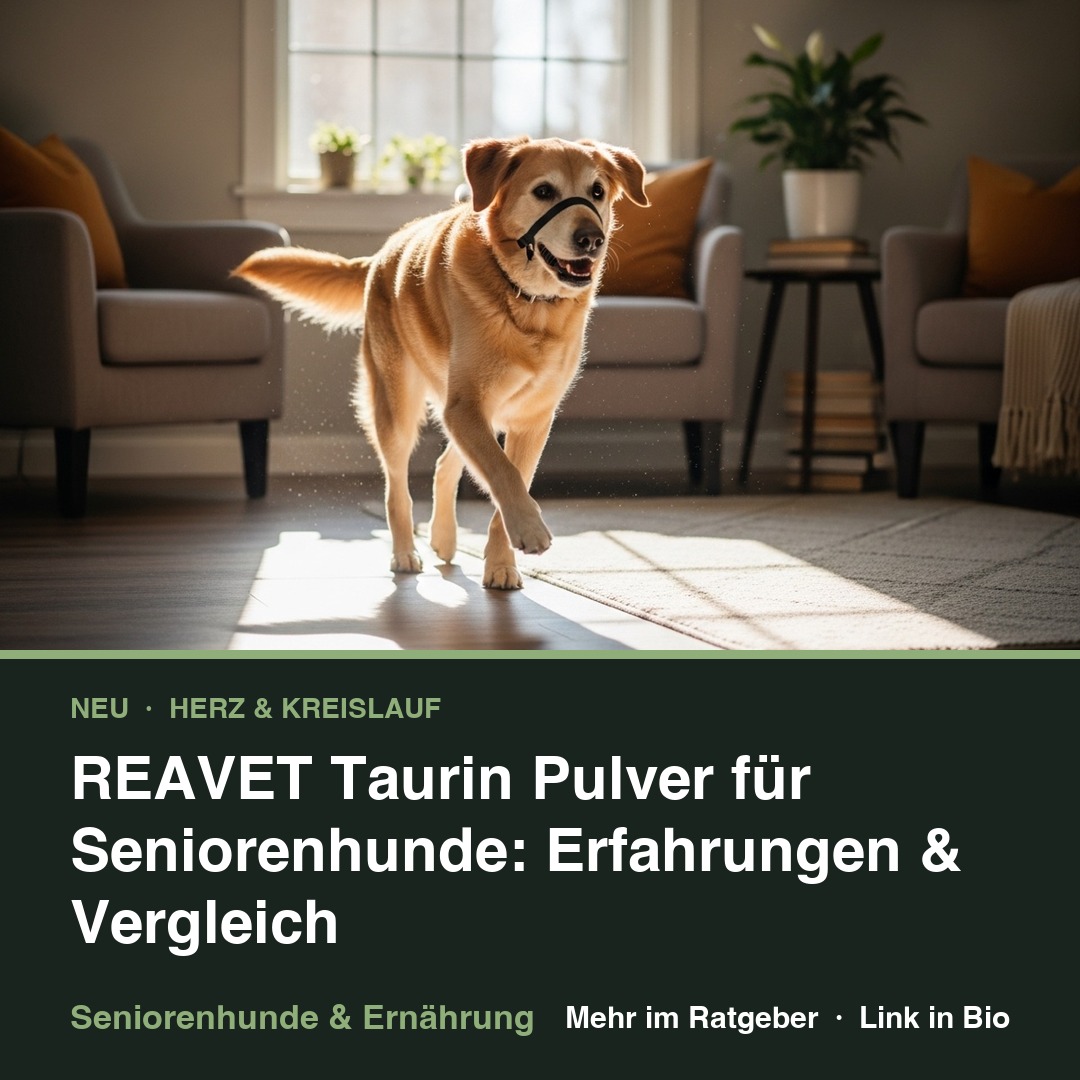 Taurin für Seniorenhunde – Herz, Augen, Stoffwechsel episode artwork