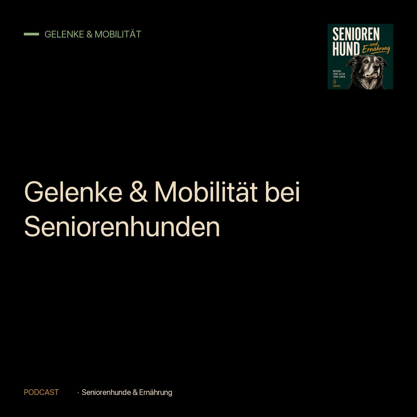 Gelenke & Mobilität bei Seniorenhunden episode artwork