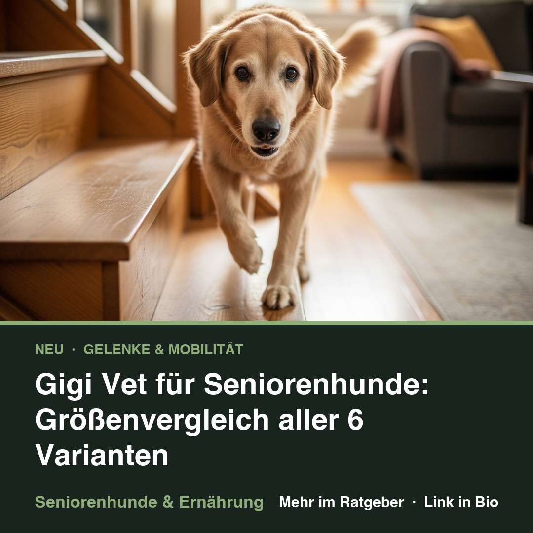 Gigi Vet für Seniorenhunde – der Größenvergleich episode artwork