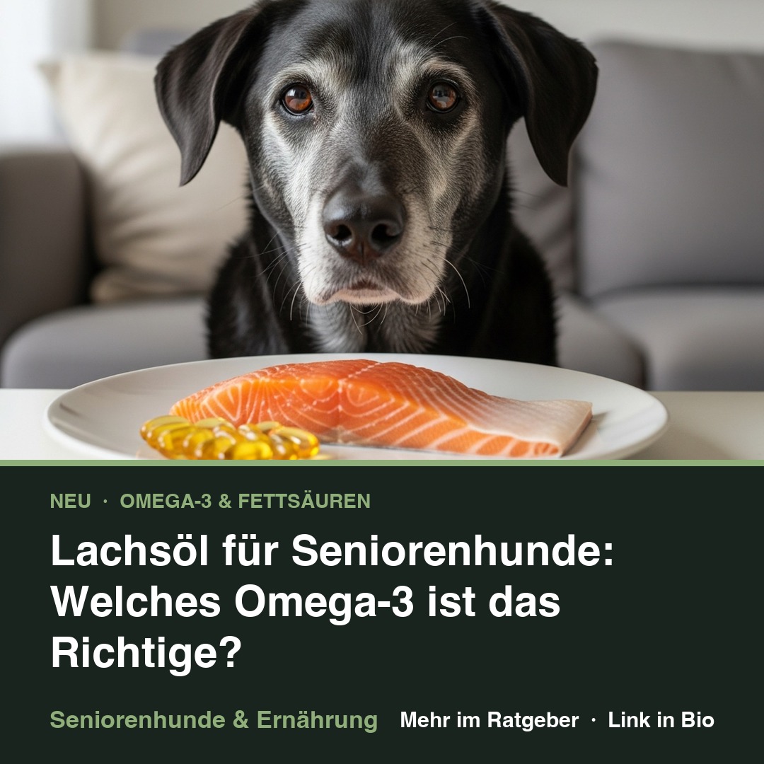 Lachsöl für Seniorenhunde: Welches Omega-3 ist das Richtige? episode artwork