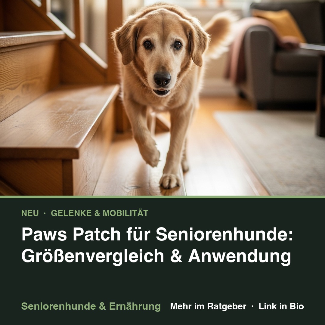 Paws Patch für Seniorenhunde: Größen & Anwendung episode artwork
