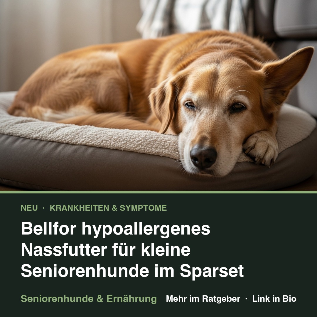 Bellfor hypoallergenes Nassfutter für kleine Seniorenhunde im Sparset