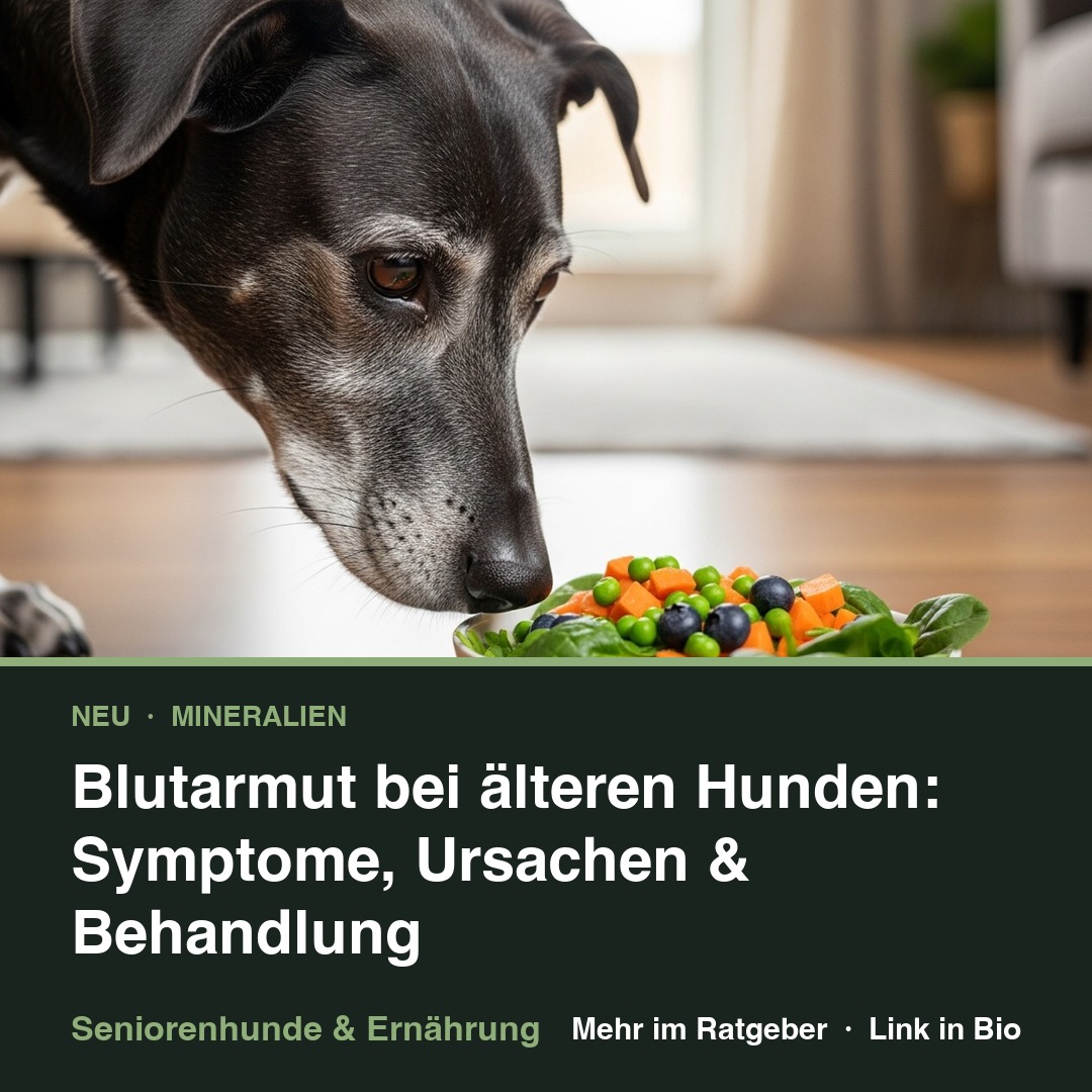 Blutarmut bei älteren Hunden: Symptome, Ursachen & Behandlung