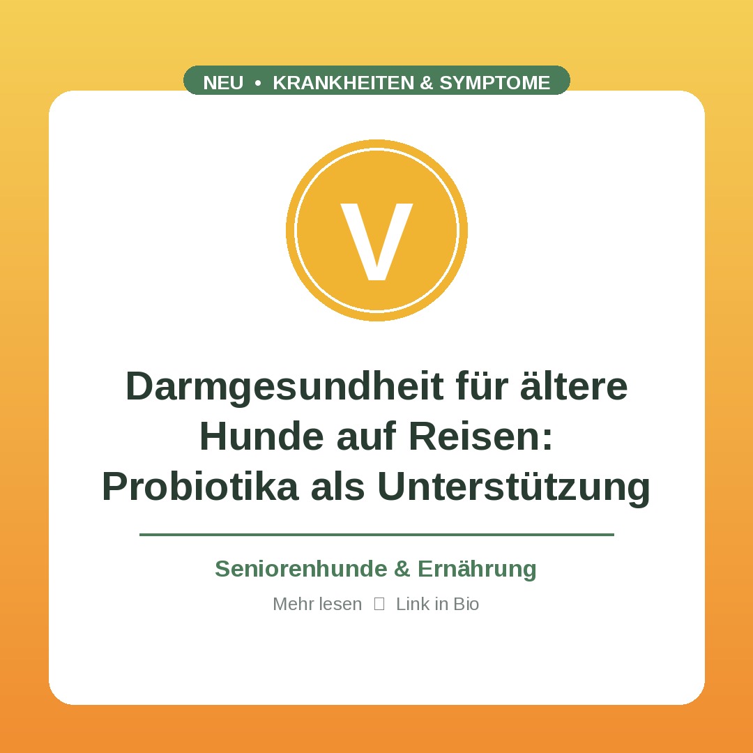 Darmgesundheit für ältere Hunde auf Reisen: Probiotika als Unterstützung