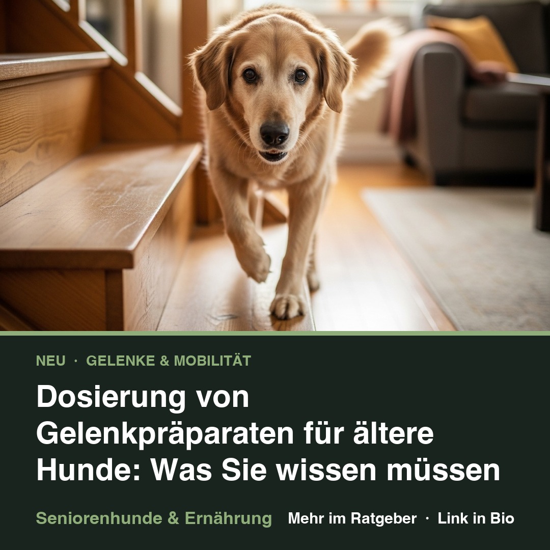 Dosierung von Gelenkpräparaten für ältere Hunde: Was Sie wissen müssen