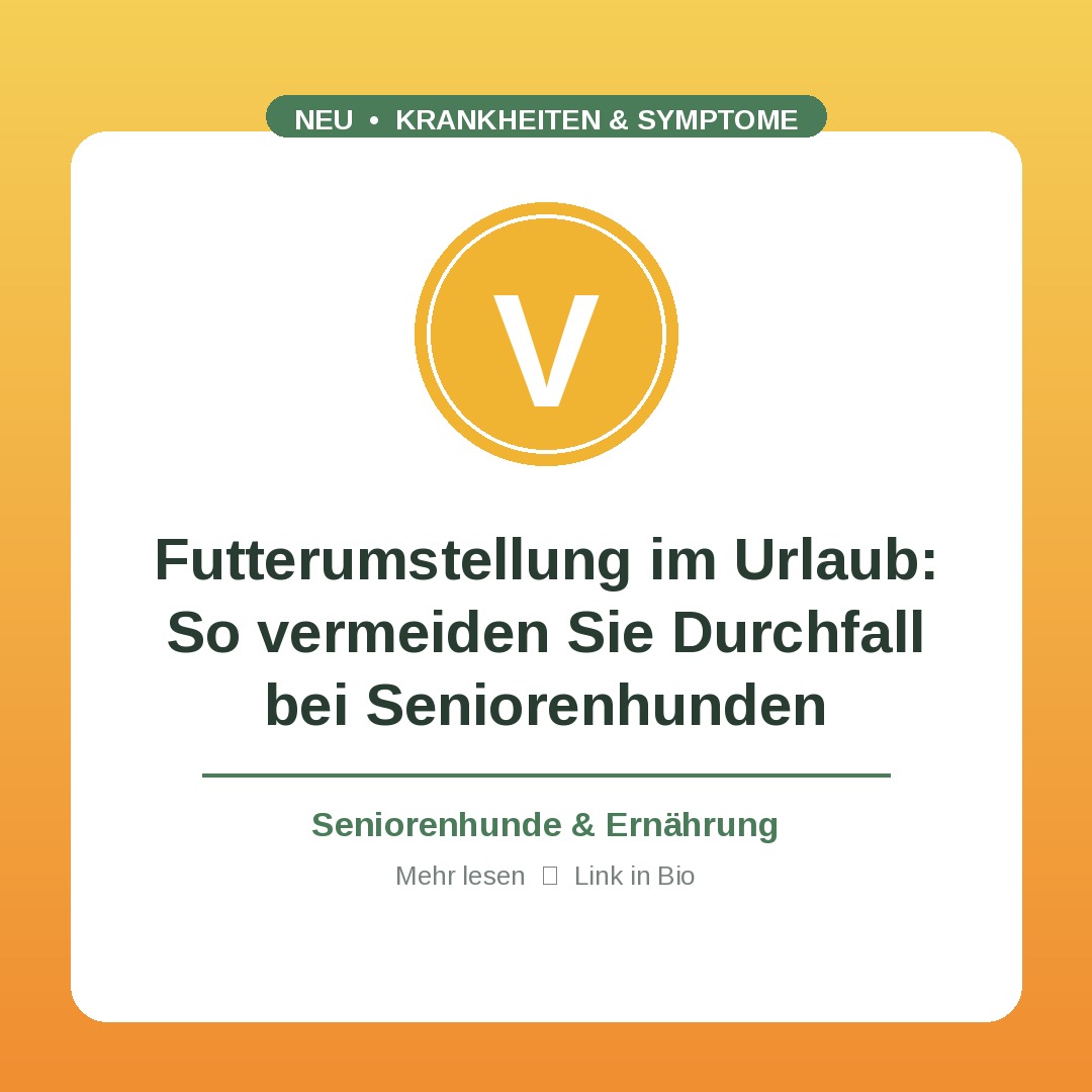 Futterumstellung im Urlaub: So vermeiden Sie Durchfall bei Seniorenhunden