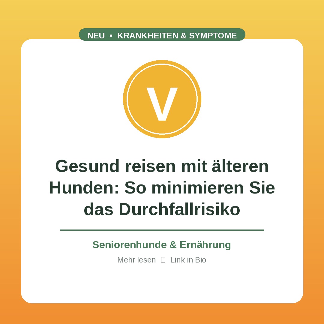 Gesund reisen mit älteren Hunden: So minimieren Sie das Durchfallrisiko