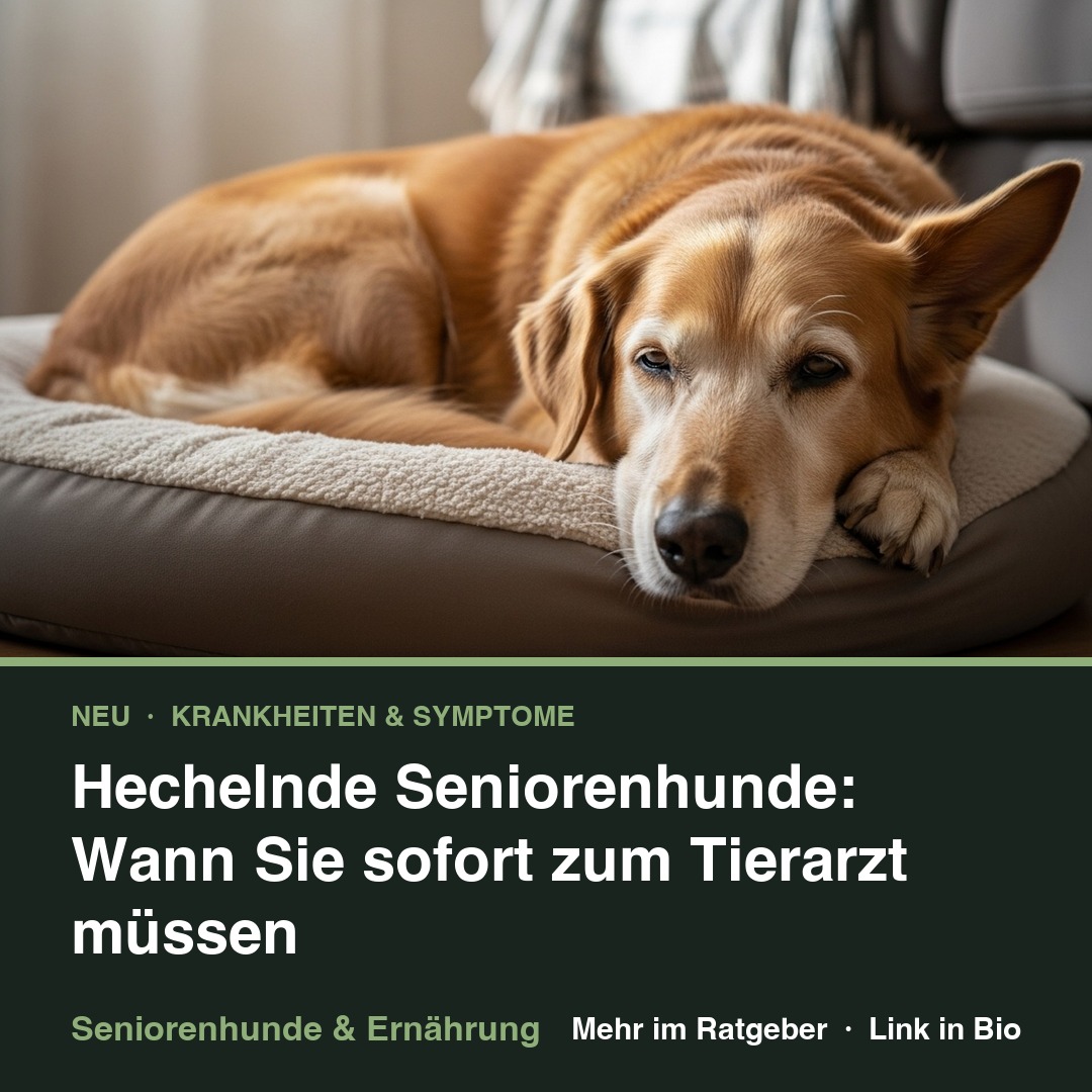 Hechelnde Seniorenhunde: Wann Sie sofort zum Tierarzt müssen