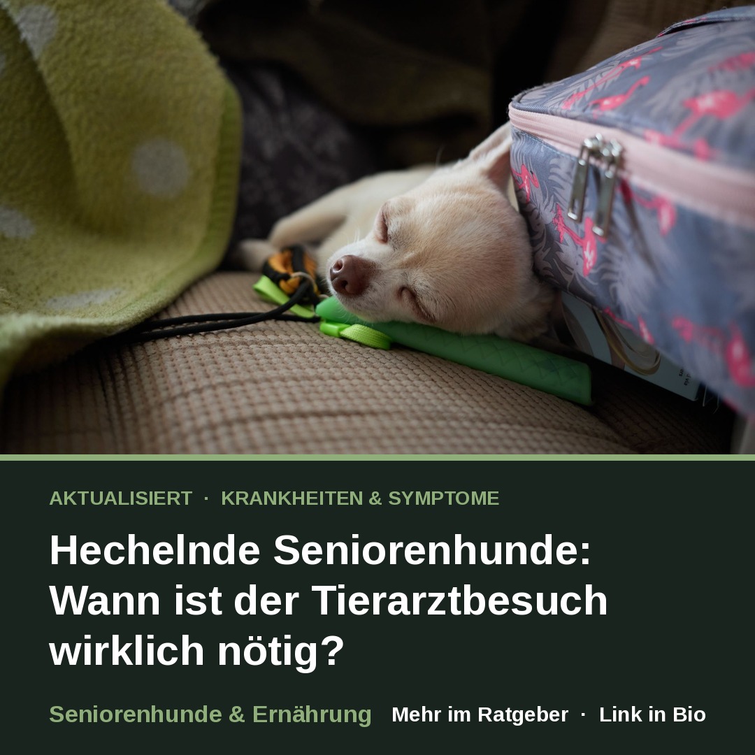 Hechelnde Seniorenhunde: Wann ist der Tierarztbesuch wirklich nötig?