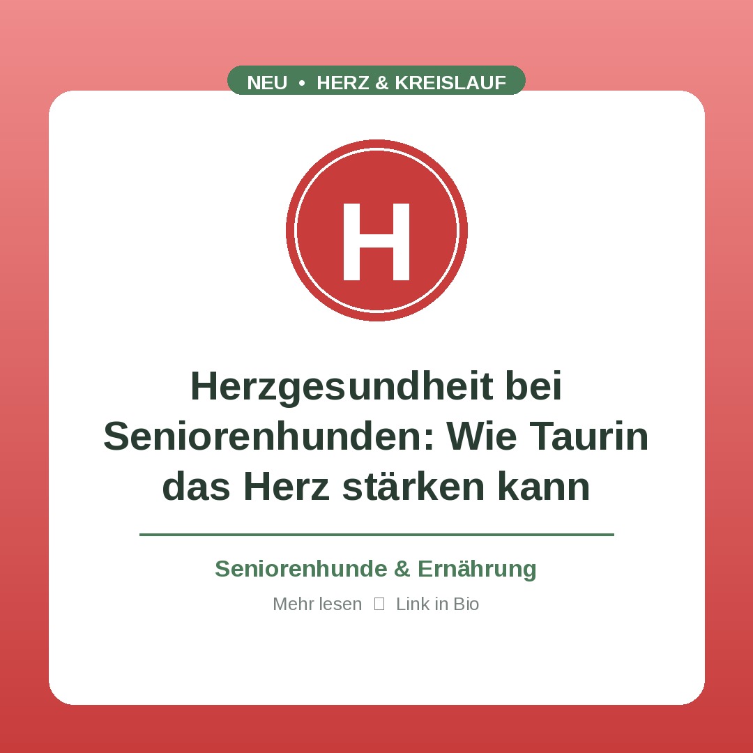 Herzgesundheit bei Seniorenhunden: Wie Taurin das Herz stärken kann