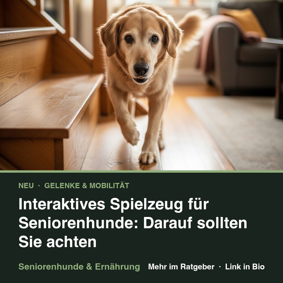 Interaktives Spielzeug für Seniorenhunde: Darauf sollten Sie achten