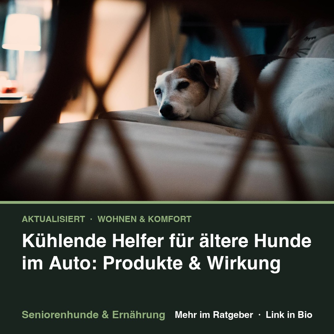 Kühlende Helfer für ältere Hunde im Auto: Produkte & Wirkung