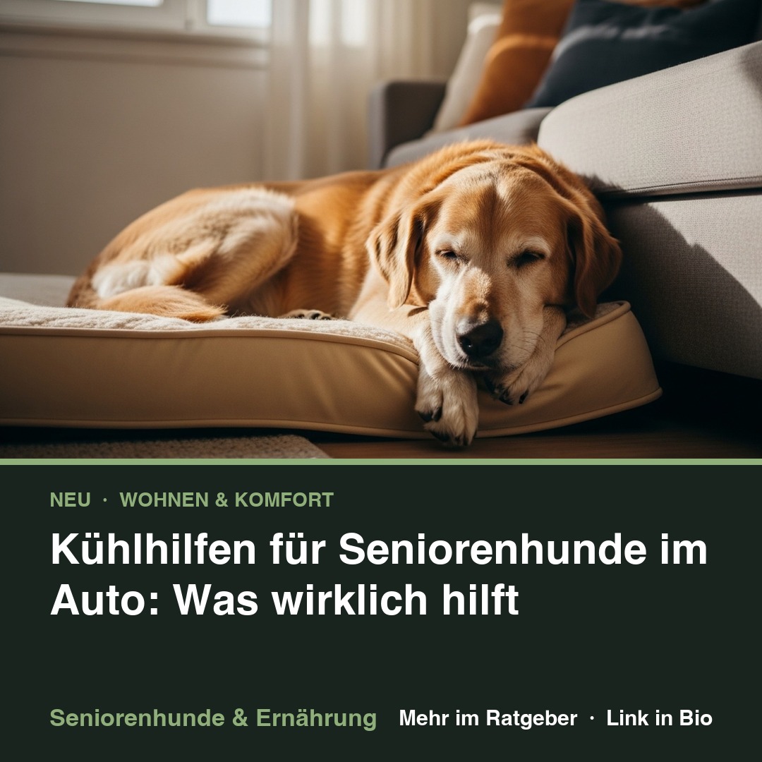 Kühlhilfen für Seniorenhunde im Auto: Was wirklich hilft