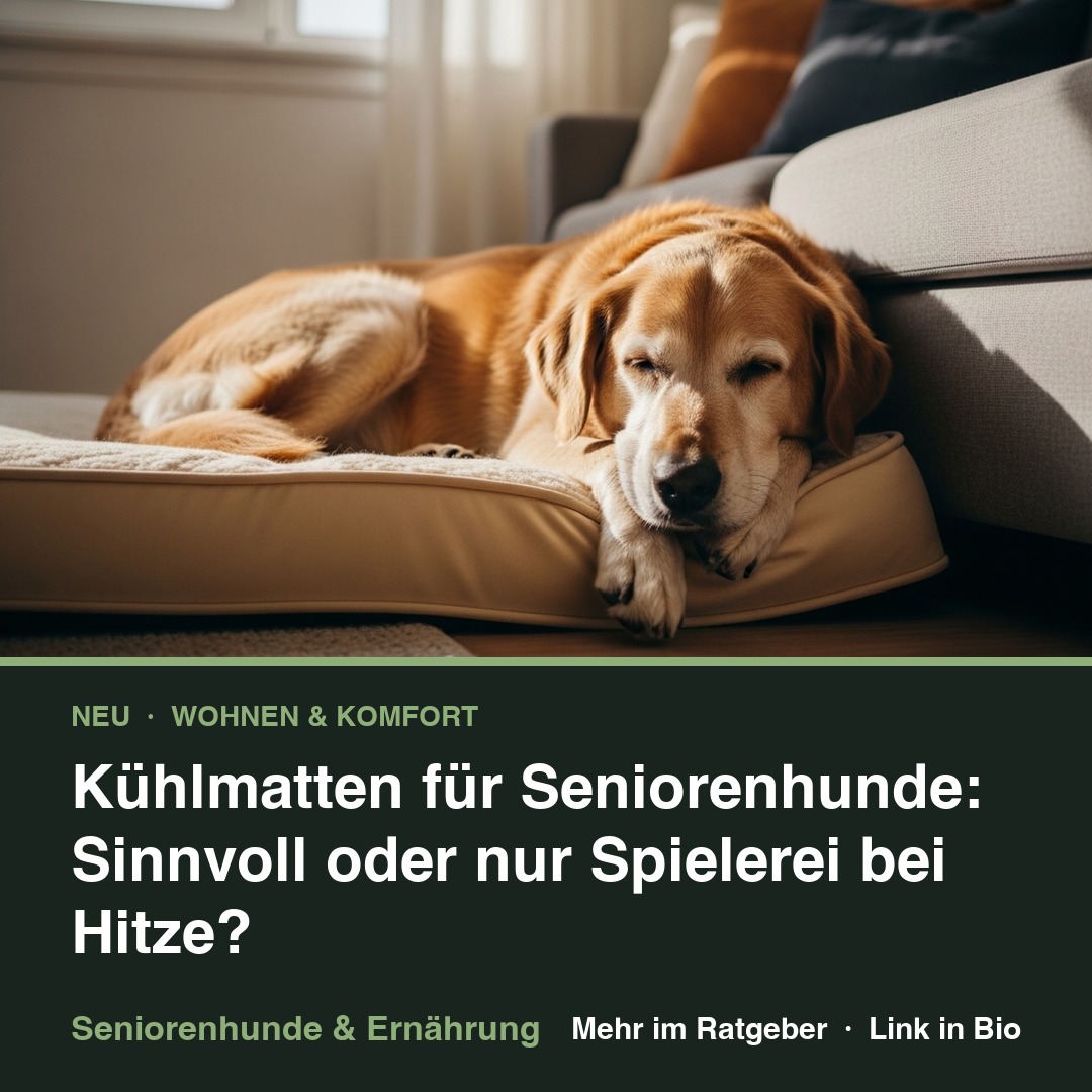 Kühlmatten für Seniorenhunde: Sinnvoll oder nur Spielerei bei Hitze?