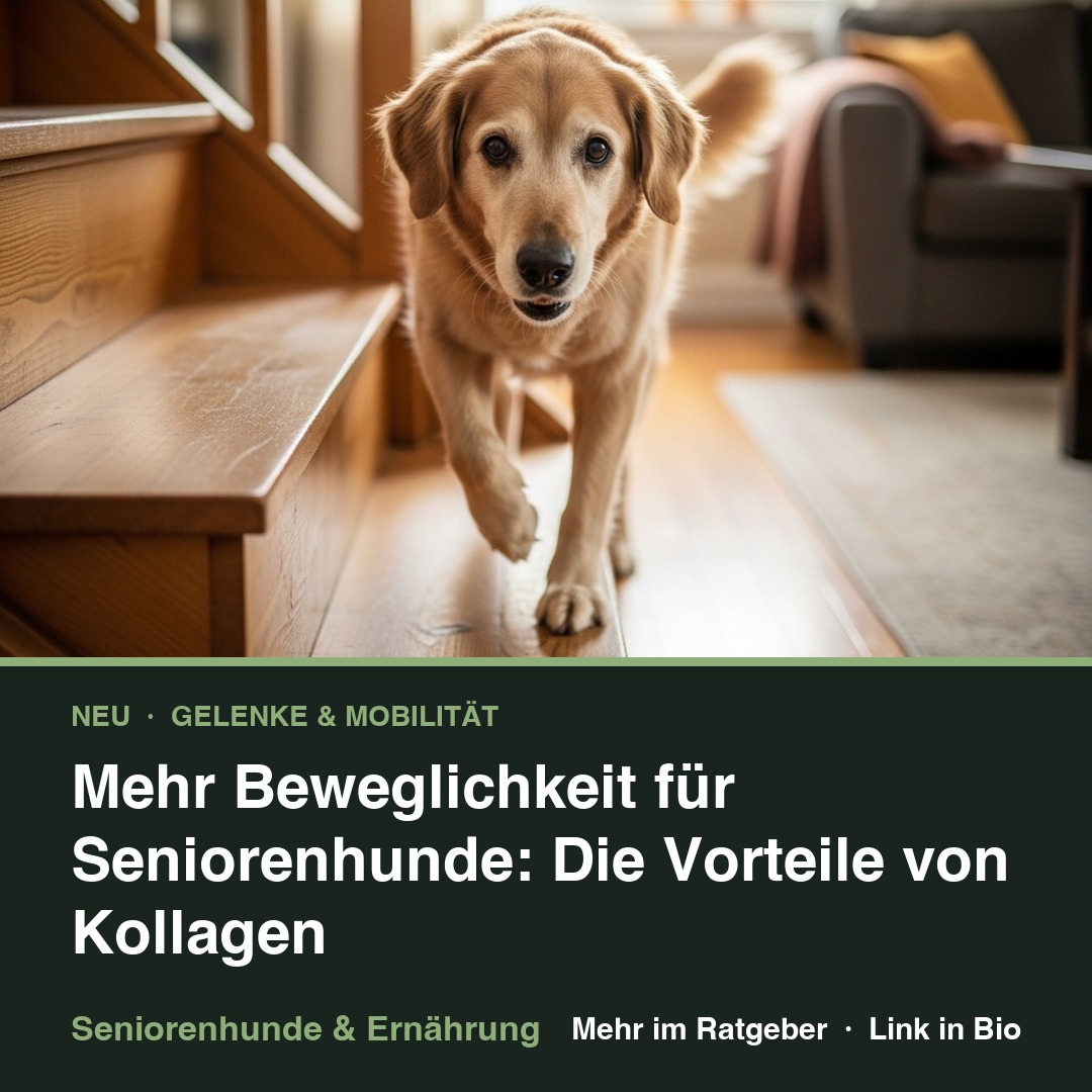 Mehr Beweglichkeit für Seniorenhunde: Die Vorteile von Kollagen