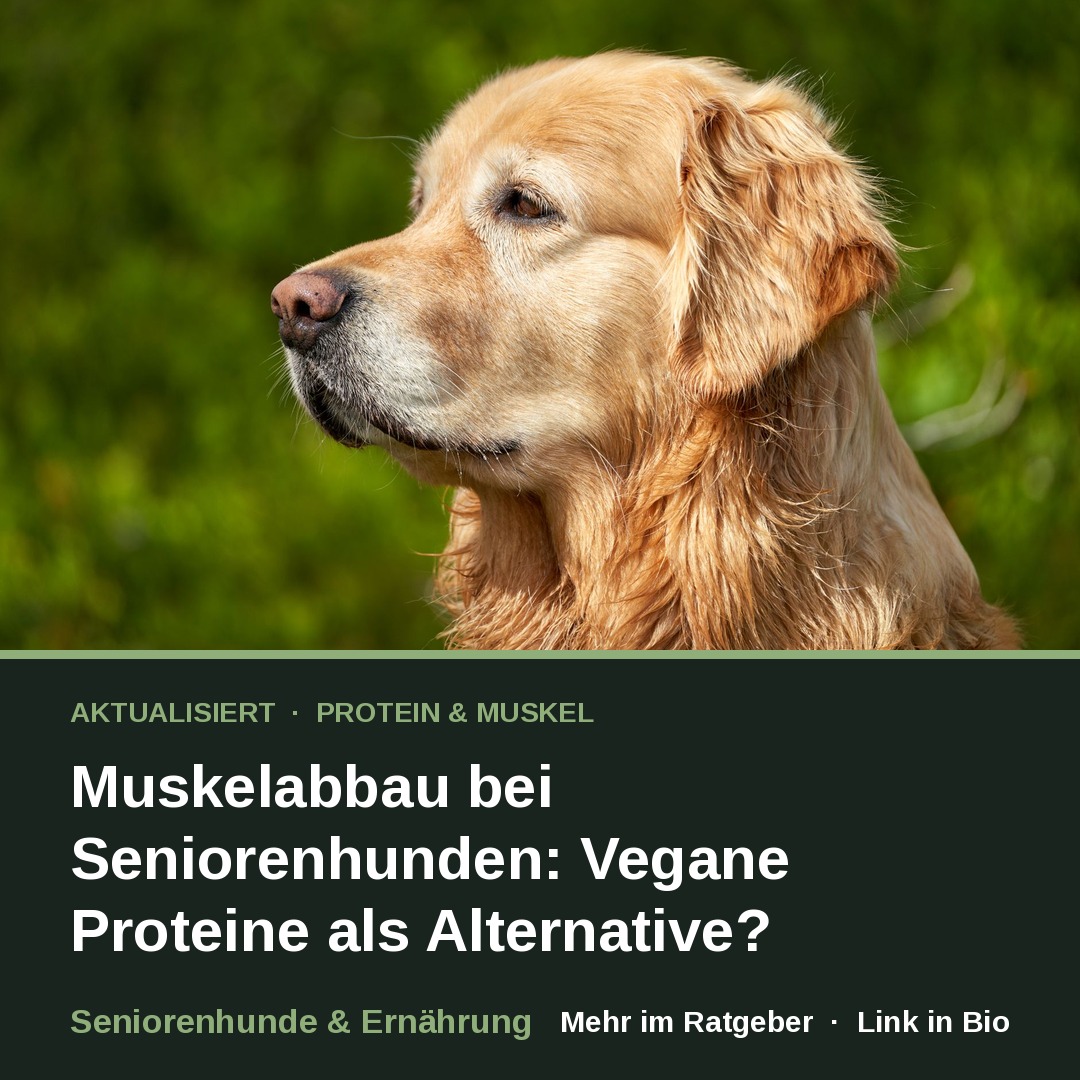 Protein & Muskel