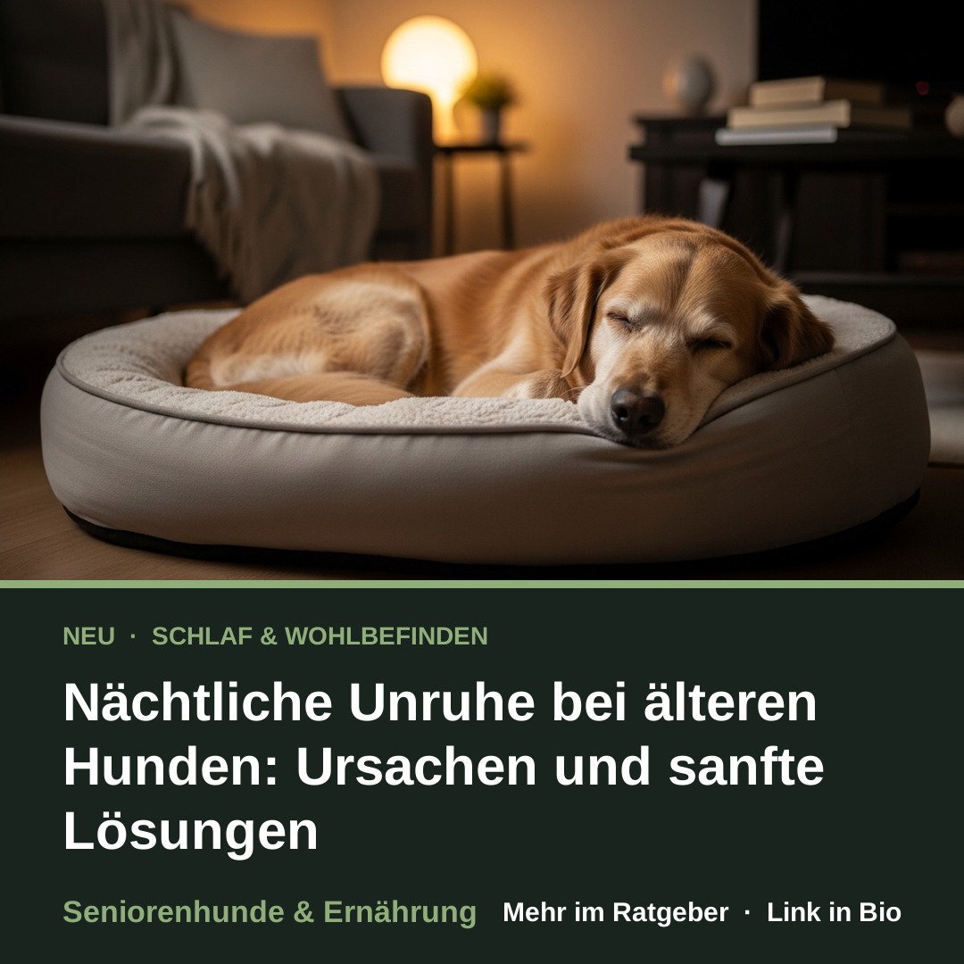 Nächtliche Unruhe bei älteren Hunden: Ursachen und sanfte Lösungen