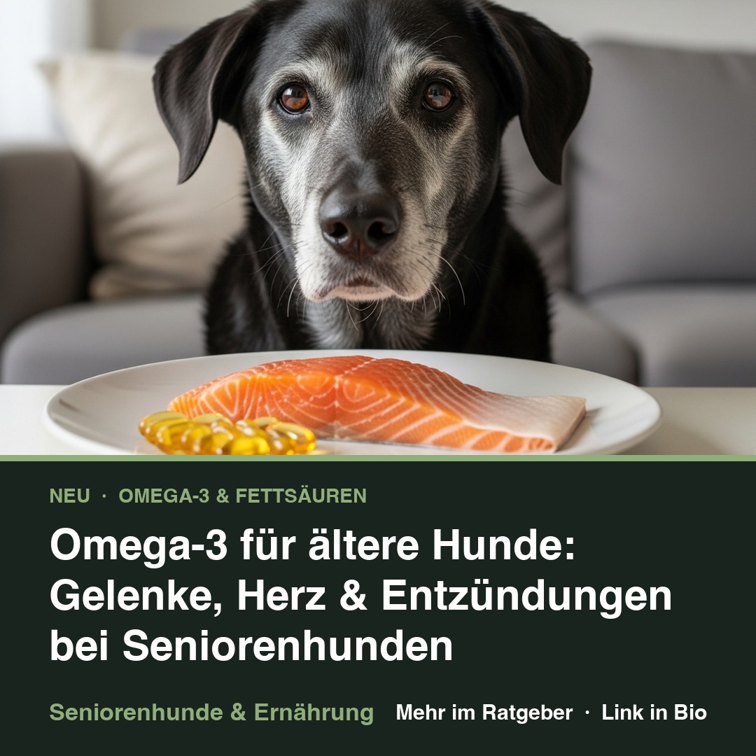 Omega-3 für ältere Hunde: Gelenke, Herz &amp; Entzündungen bei Seniorenhunden