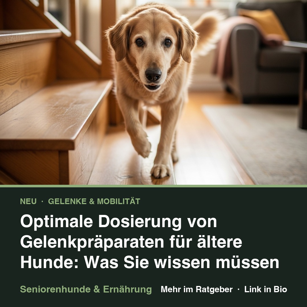 Optimale Dosierung von Gelenkpräparaten für ältere Hunde: Was Sie wissen müssen