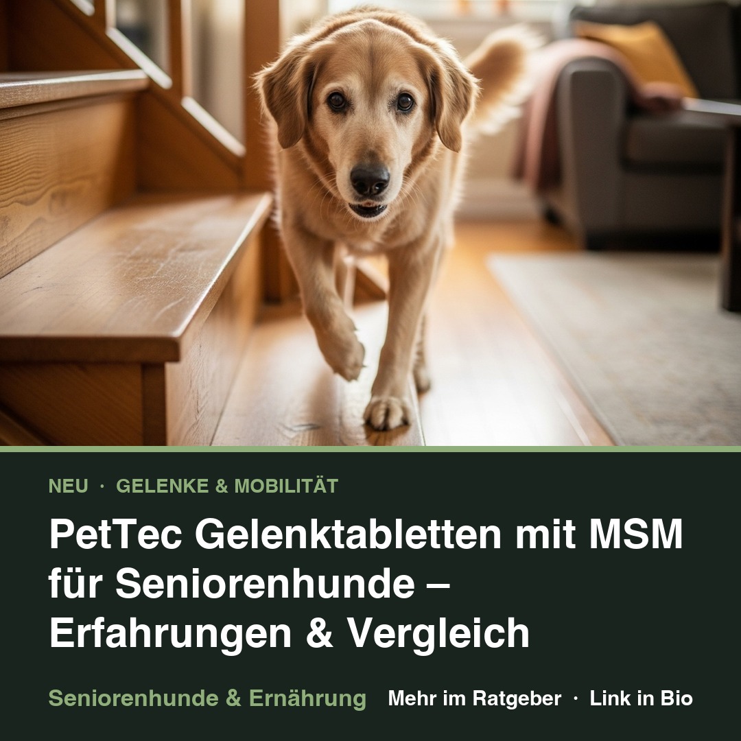 PetTec Gelenktabletten mit MSM für Seniorenhunde – Erfahrungen & Vergleich