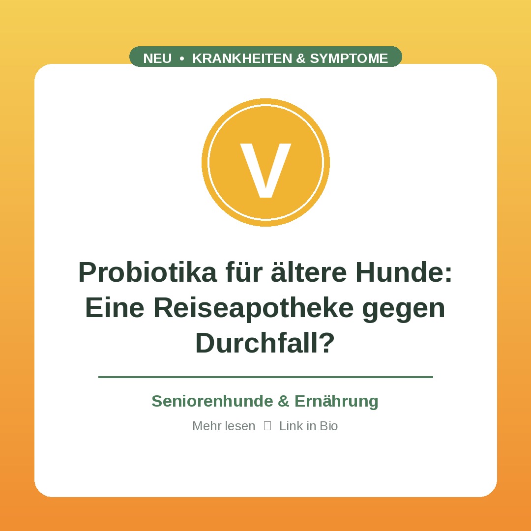 Probiotika für ältere Hunde: Eine Reiseapotheke gegen Durchfall?
