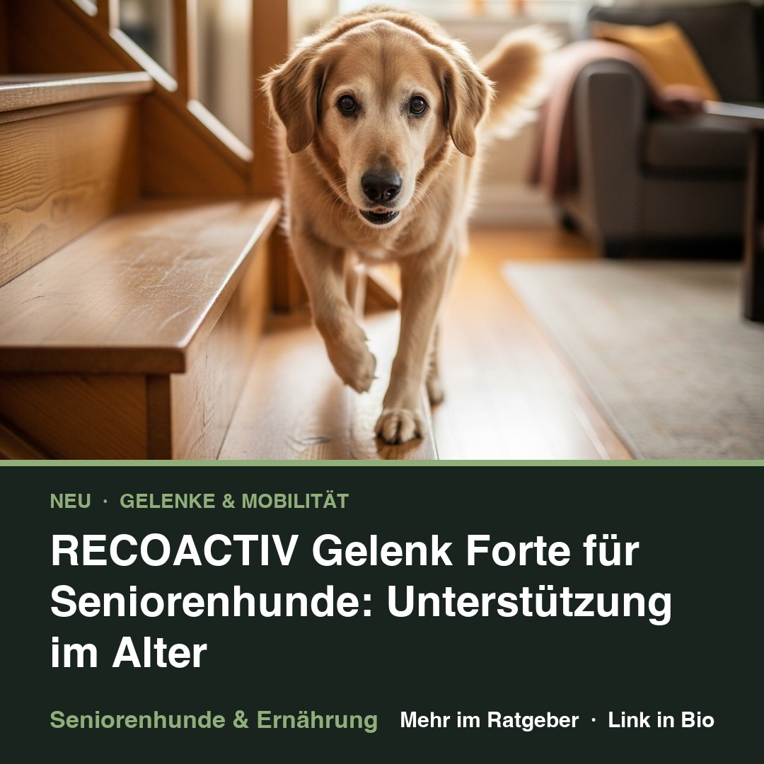 RECOACTIV Gelenk Forte für Seniorenhunde: Unterstützung im Alter