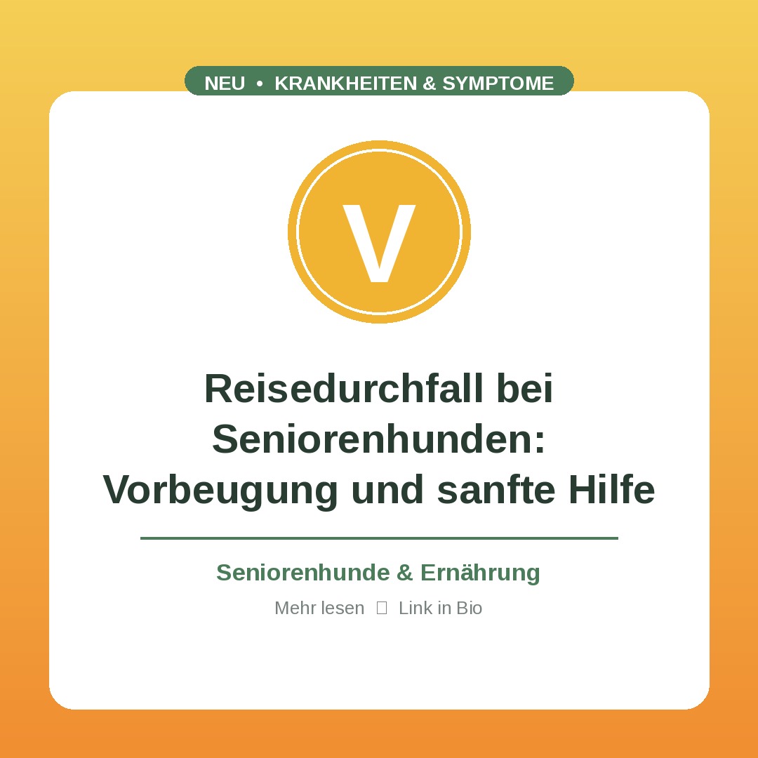 Reisedurchfall bei Seniorenhunden: Vorbeugung und sanfte Hilfe