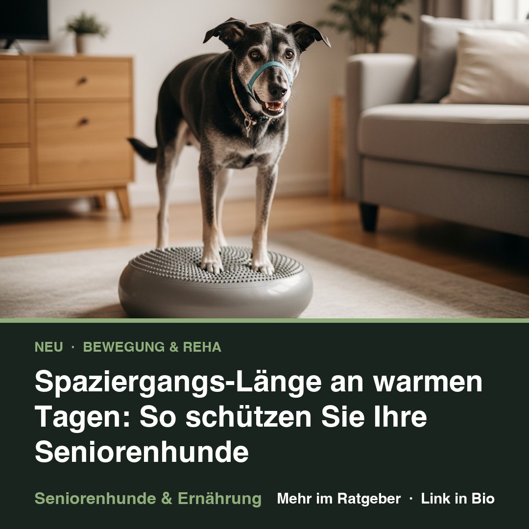 Spaziergangs-Länge an warmen Tagen: So schützen Sie Ihre Seniorenhunde