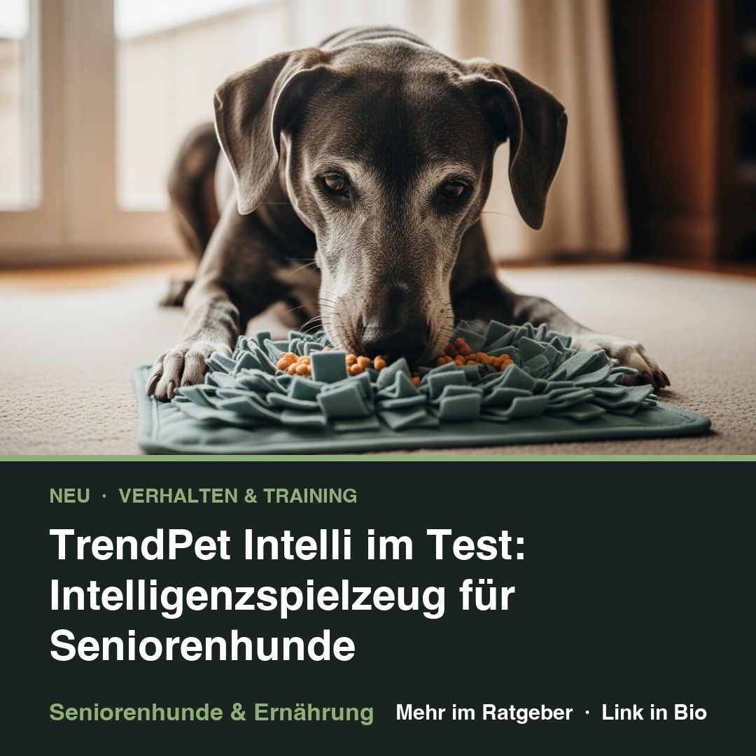 TrendPet Intelli im Test: Intelligenzspielzeug für Seniorenhunde