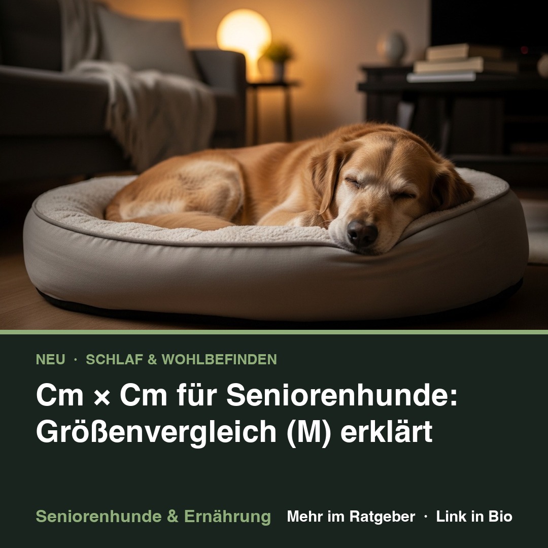 Cm × Cm für Seniorenhunde: Größenvergleich (M) erklärt
