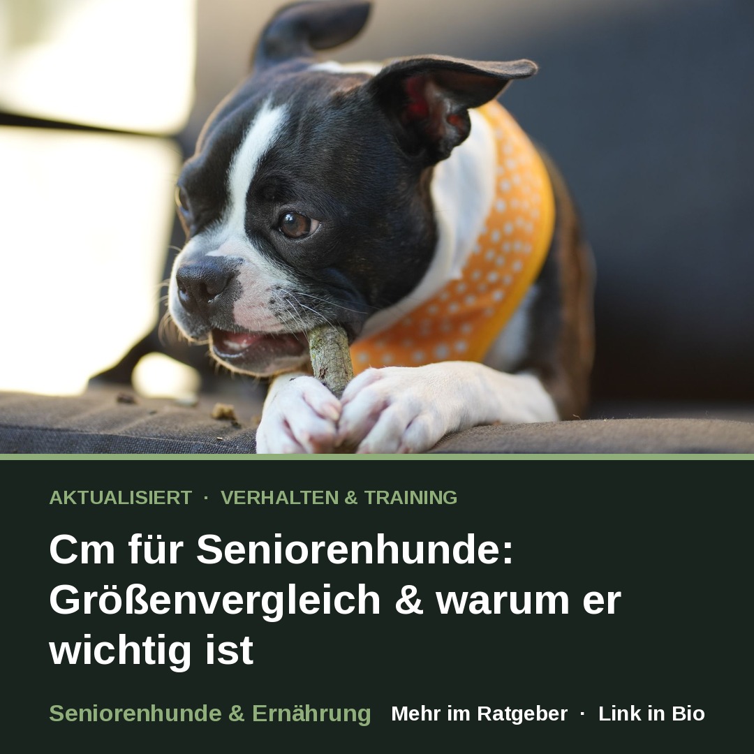 Cm für Seniorenhunde: Größenvergleich & warum er wichtig ist