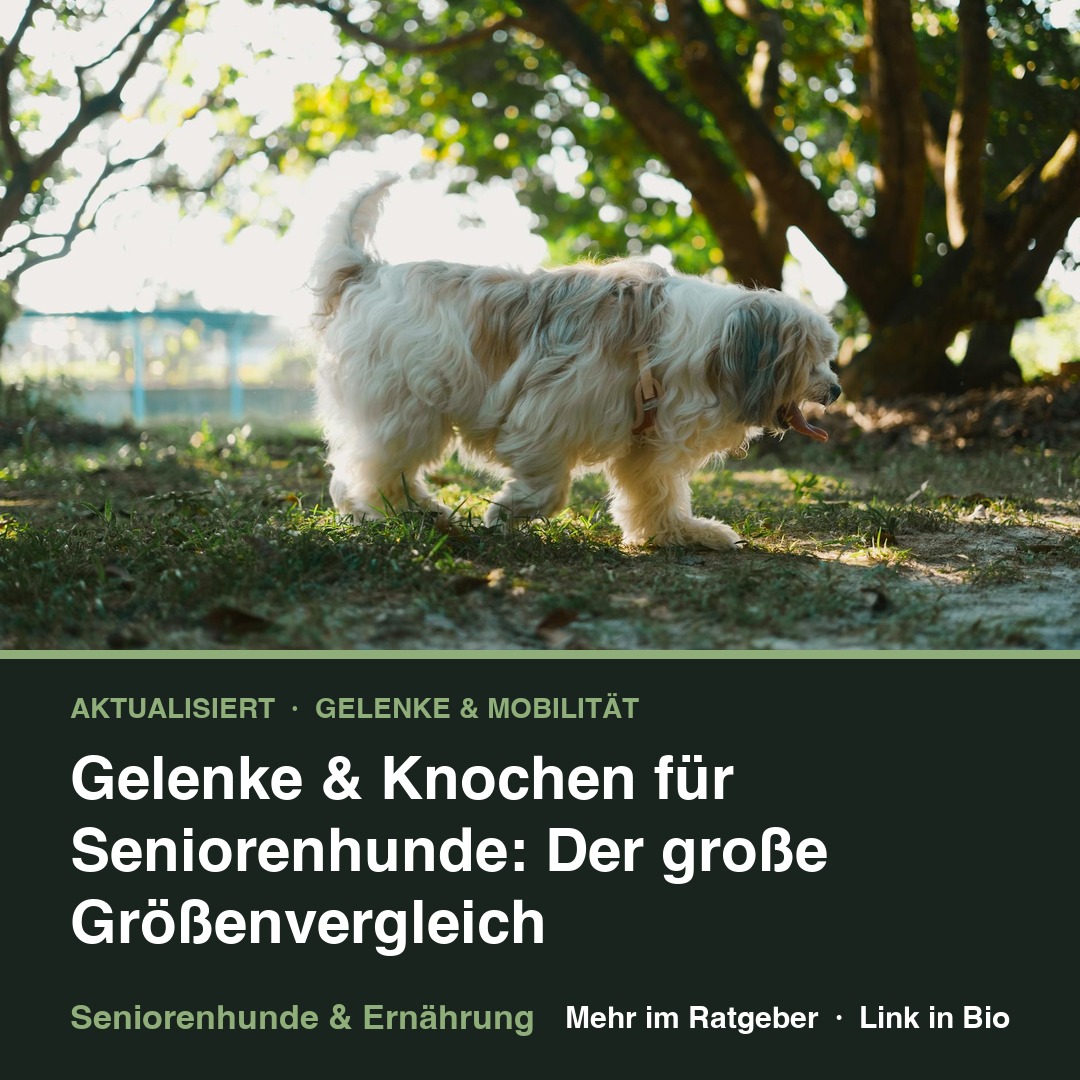 Gelenke & Knochen für Seniorenhunde: Der große Größenvergleich
