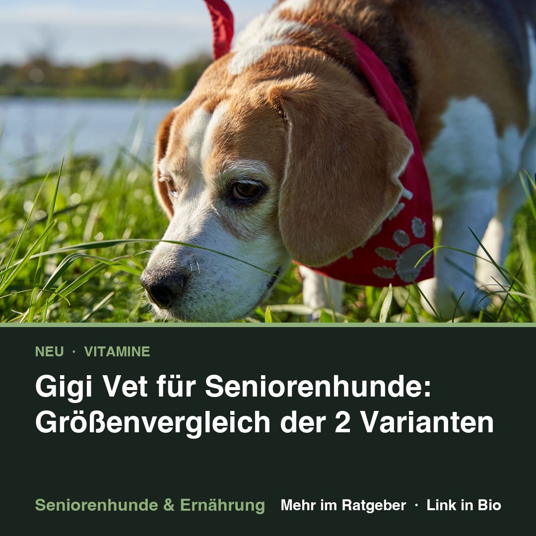 Gigi Vet für Seniorenhunde: Größenvergleich aller 6 Varianten