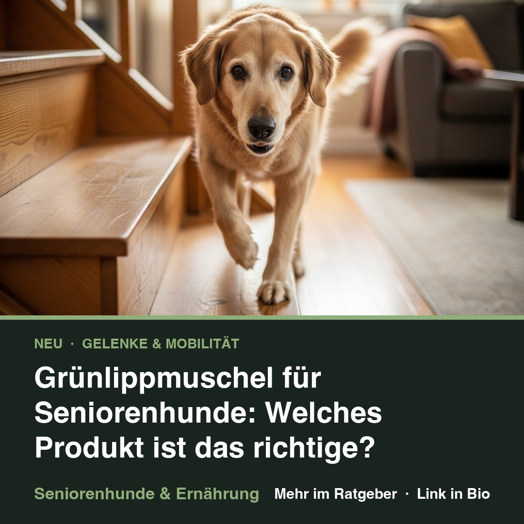 Grünlippmuschel für Seniorenhunde: Welches Produkt ist das richtige?