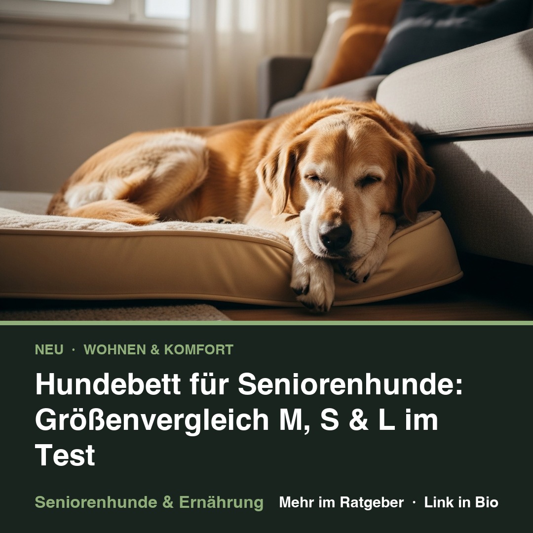 Hundebett für Seniorenhunde: Größenvergleich M, S & L im Test