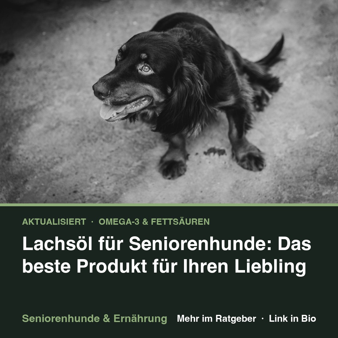 Lachsöl für Seniorenhunde: Das beste Produkt für Ihren Liebling