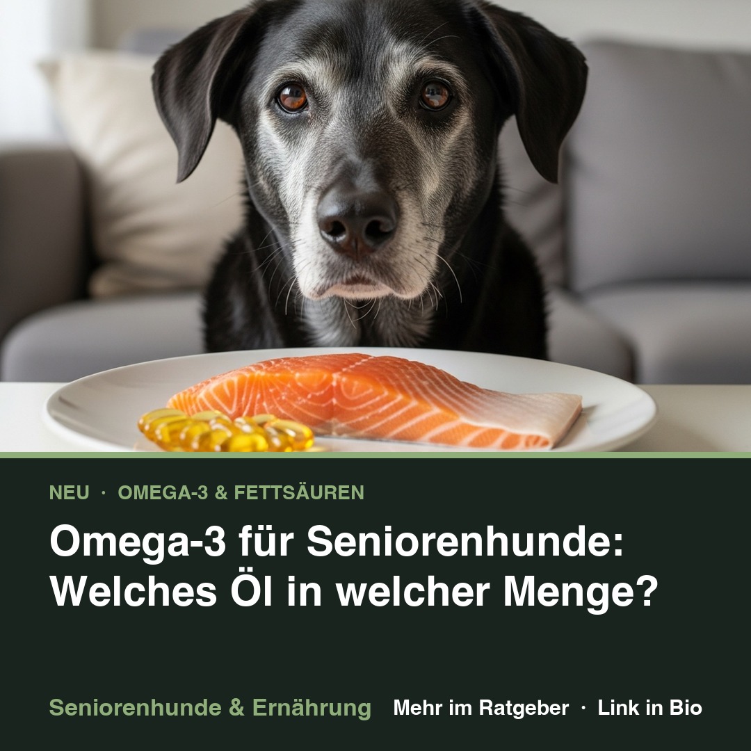 Omega-3 für Seniorenhunde: Welches Öl in welcher Menge?