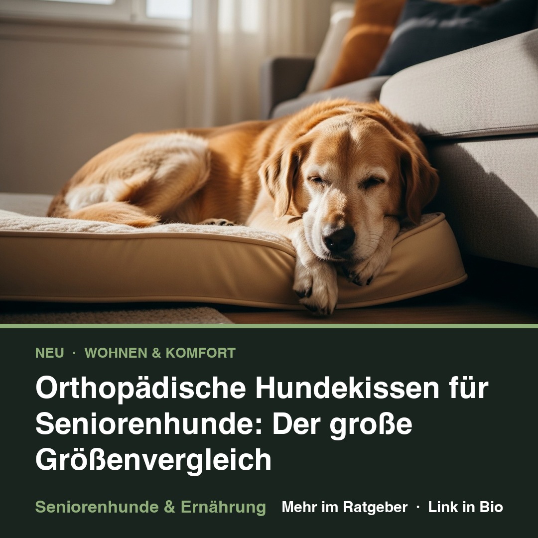 Orthopädische Hundekissen für Seniorenhunde: Der große Größenvergleich