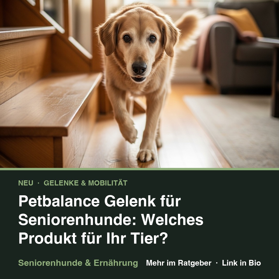 Petbalance Gelenk für Seniorenhunde: Welches Produkt für Ihr Tier?