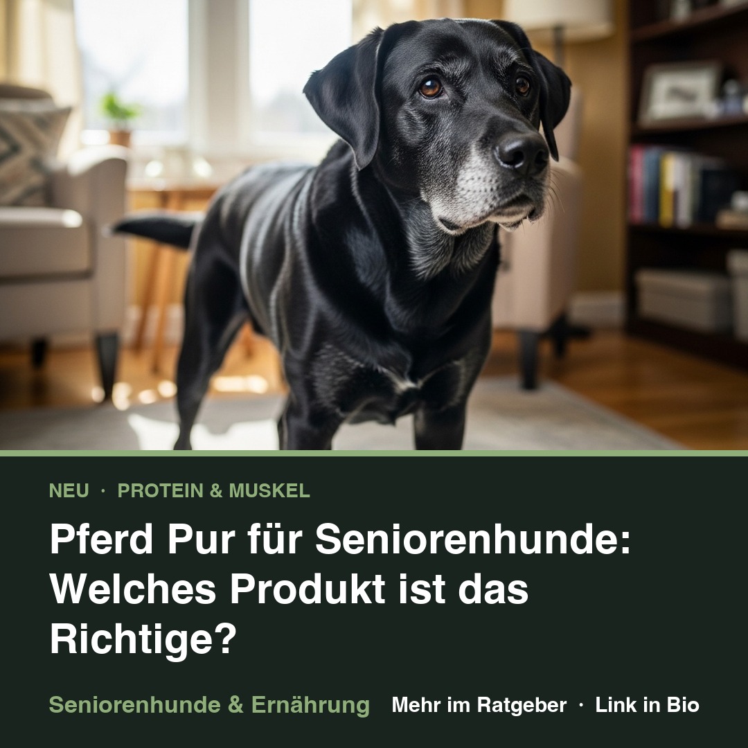 Pferd Pur für Seniorenhunde: Welches Produkt ist das Richtige?