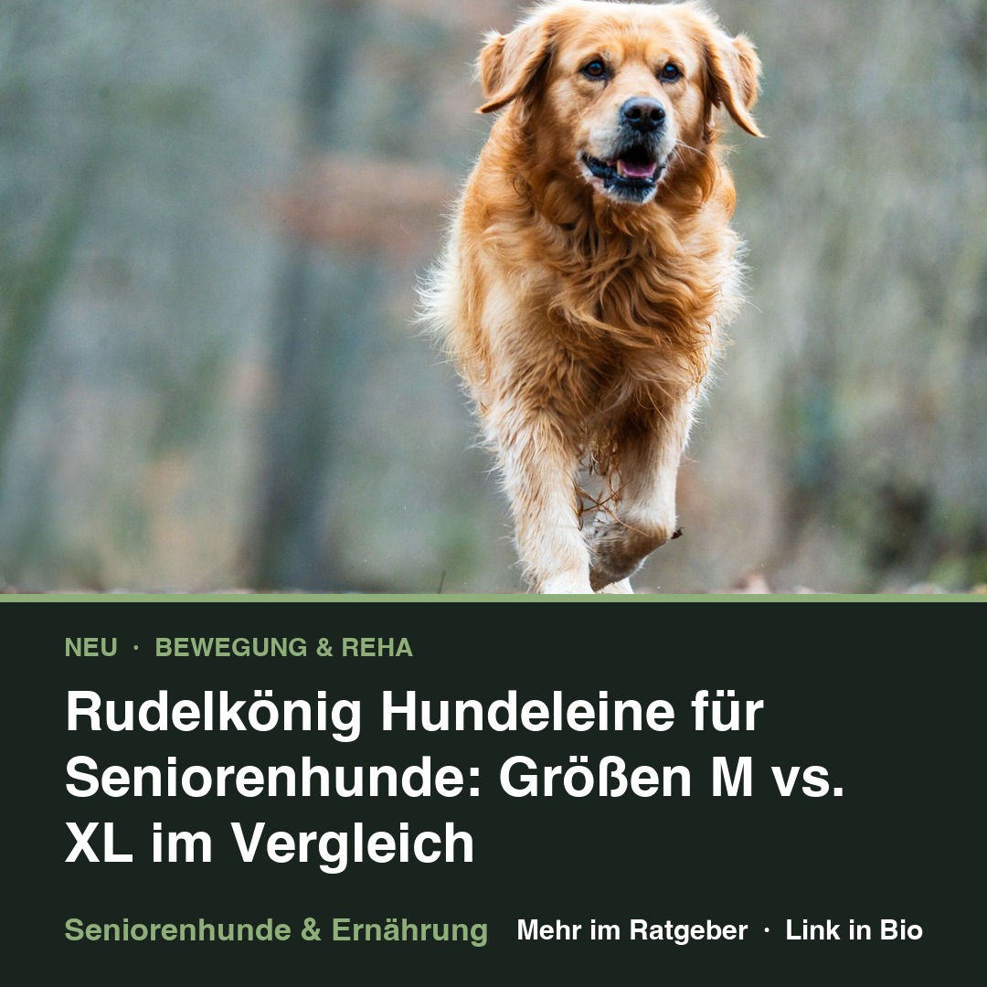 Rudelkönig Hundeleine für Seniorenhunde: Größen M vs. XL im Vergleich