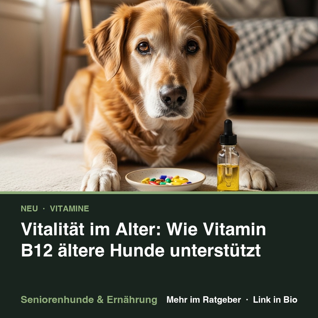Vitalität im Alter: Wie Vitamin B12 ältere Hunde unterstützt