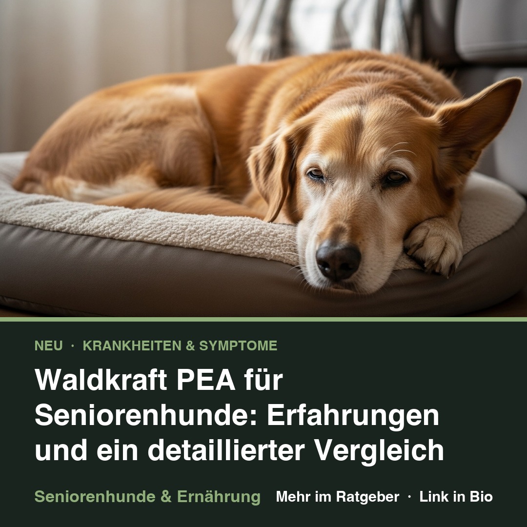 Waldkraft PEA für Seniorenhunde: Erfahrungen und ein detaillierter Vergleich